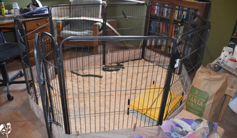 Puppy pen brooder, expanded by six feet, with heat plate and branches for roosting practice.