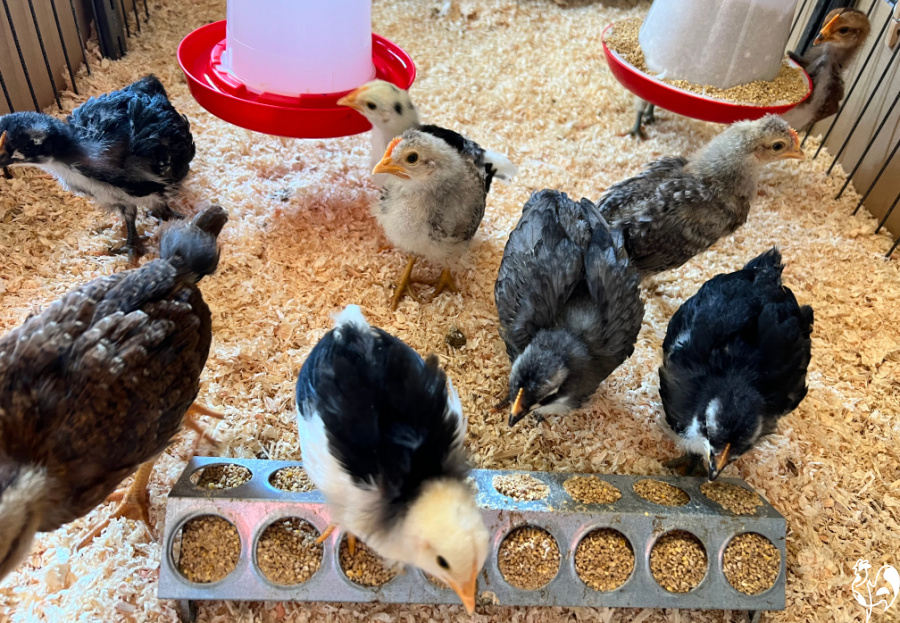 Puppy pen brooder: ten of my baby chicks have a choice of feeder choice of ground or hanging feeder.