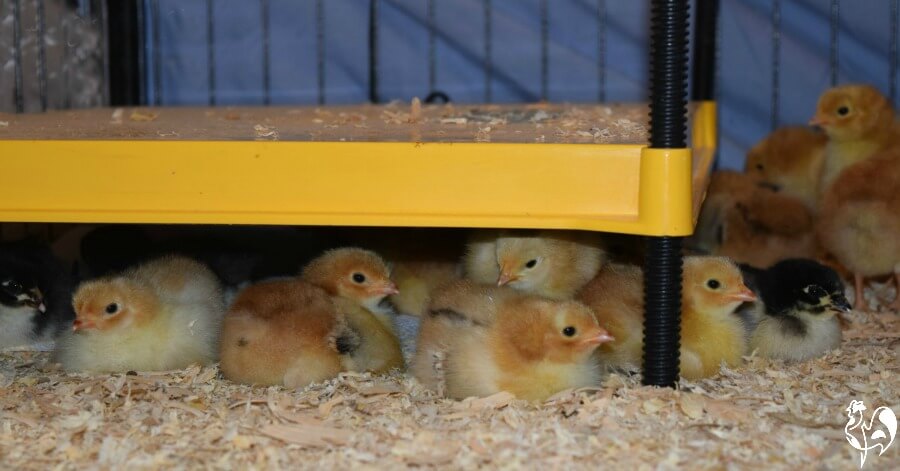 A batch of chicks under the Brinsea EcoGlow Safety heat source.