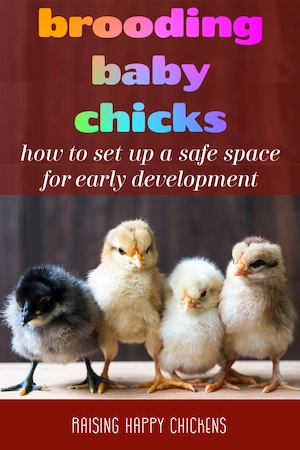 Chick brooders: how to set up and manage a safe space for early development. Pin for later.
