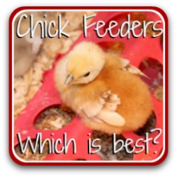 A review of the four best chick feeders. Link.