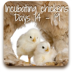 Click for information about days 14 to 19 of incubating chicken eggs.