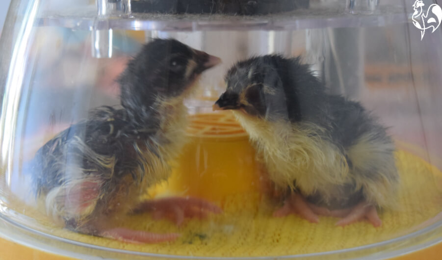 Two of  my chicks drying out in my spare Brinsea Mini Advance incubator.