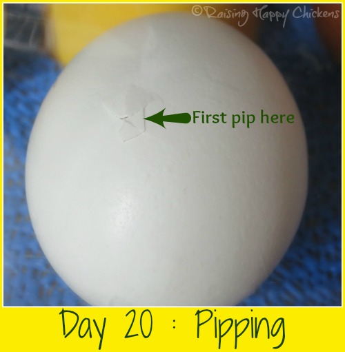 Chick hatching days 20 and 21 : from pip to chick.