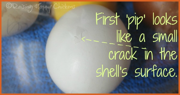 Hatching chicks : your questions answered.