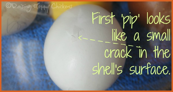 How To Incubate & Hatch Eggs | Survivopedia Hatching chicks : your questions answered.