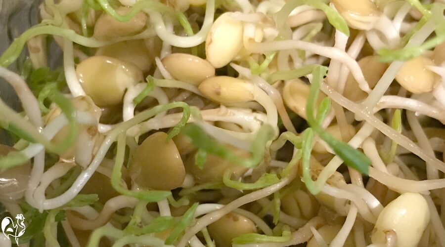 Lentil sprouts.