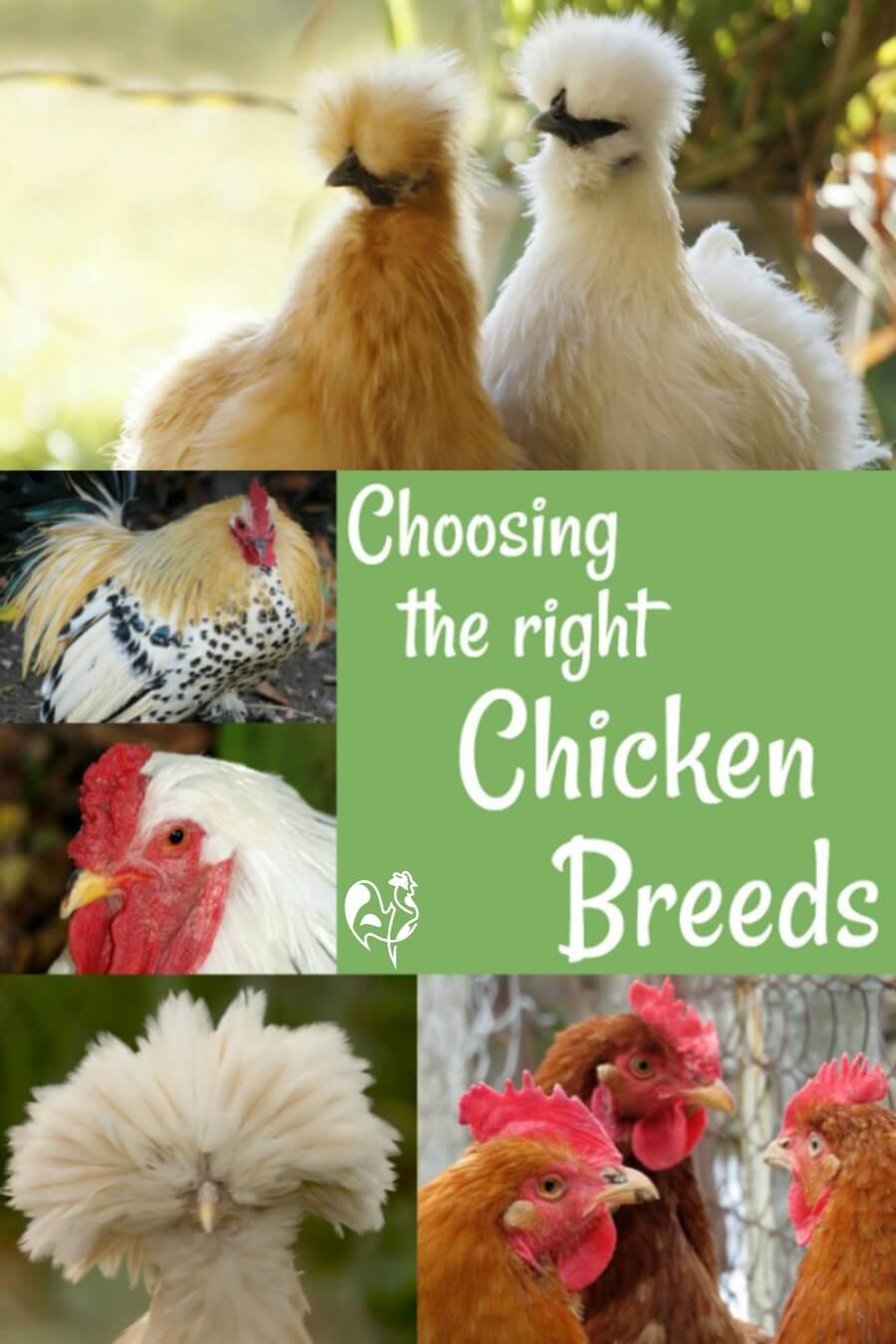 III. Choosing the Right Breeds of Hens for Your Garden