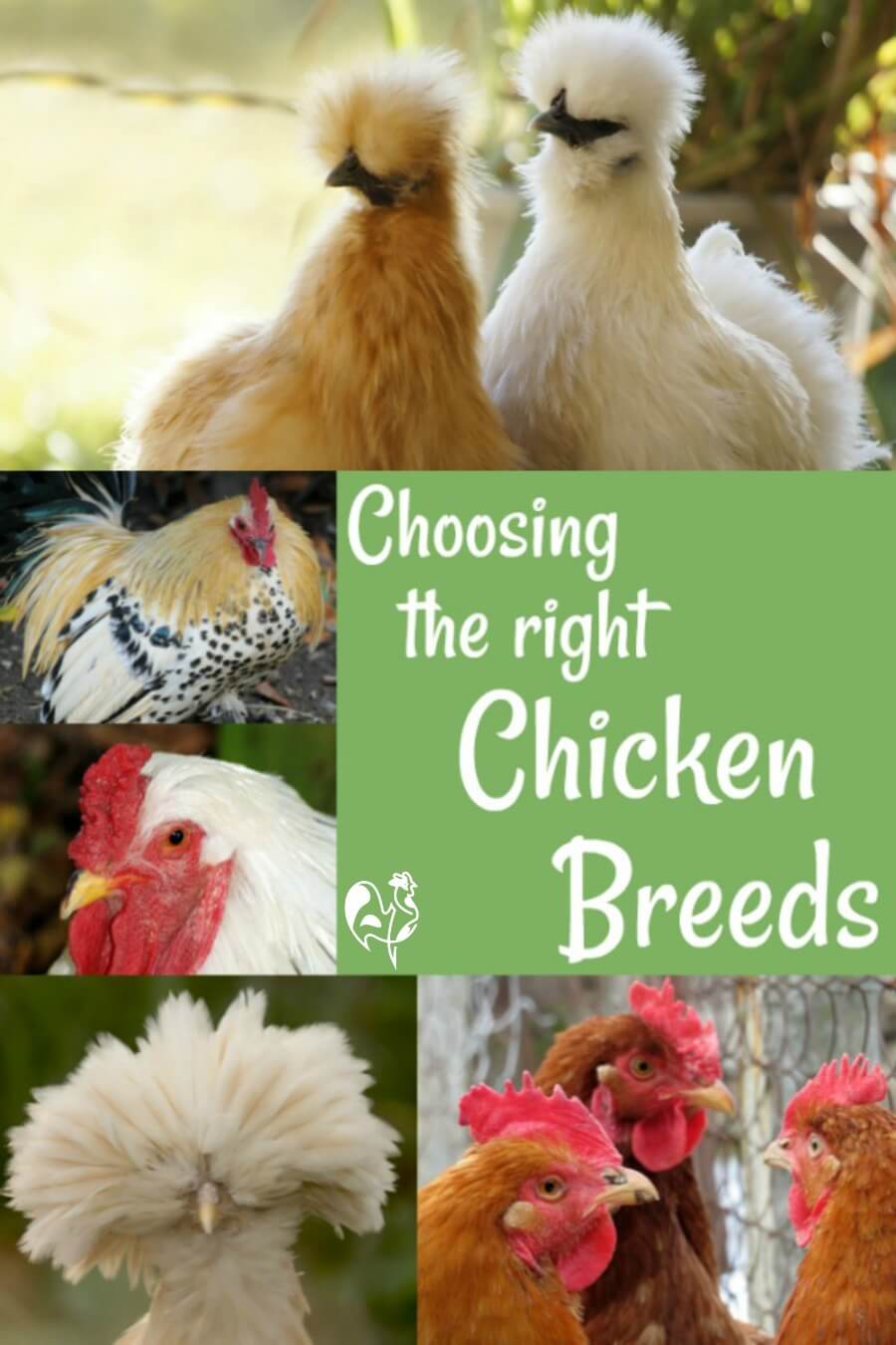 Chicken Breeds Chart: The Ultimate Guide to Choosing Your Backyard