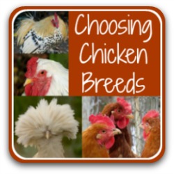 Choosing the right chicken breed for you - link.