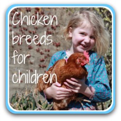Chicken breeds for children - link.