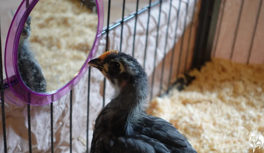 Puppy pen brooder: a baby chick admires his reflection in a mirror hanging from the bars of the brooder.