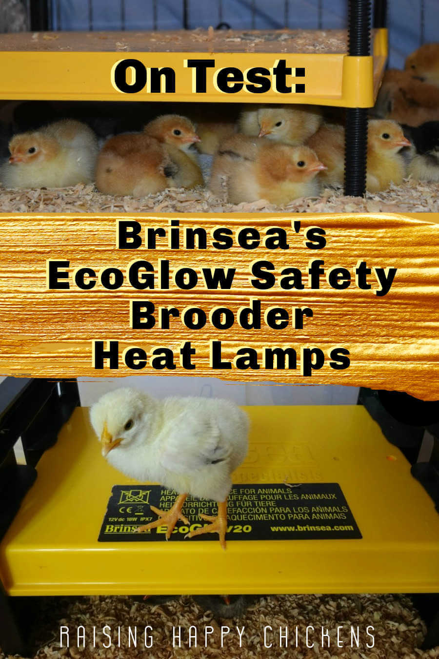 Brooder lamp review Brinsea's 3 EcoGlow Safety heaters on test.