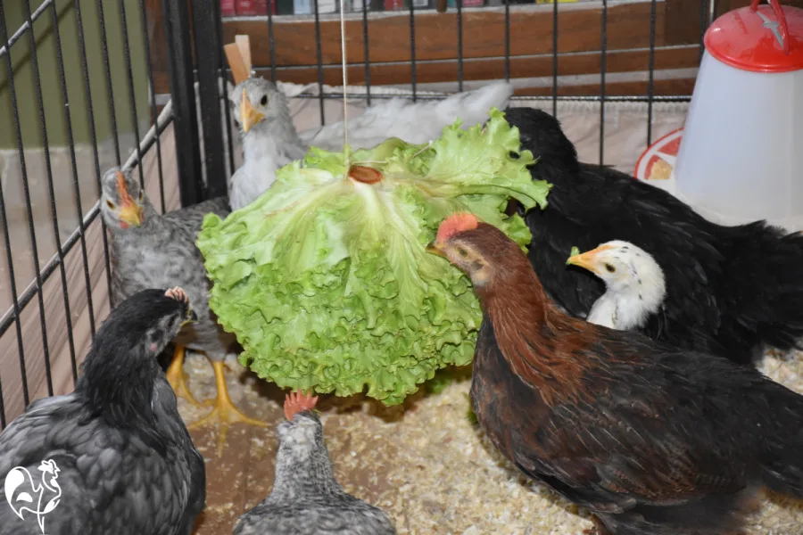 A brooder box for chicks using a puppy pen