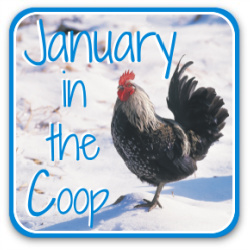 Raising chickens in January: all you need to know - link.