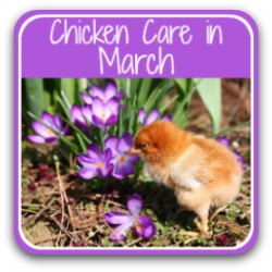 Chicken care in March - 20 to-do tasks. Link.