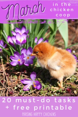 March in the chicken coop: 20 tasks to complete before the month is out. Pin for later.