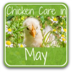 Chicken care in May - link.