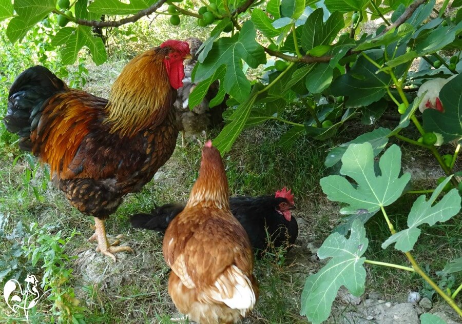 My chickens take shelter from the sun under their fig tree. Chickens under the fig tree.
