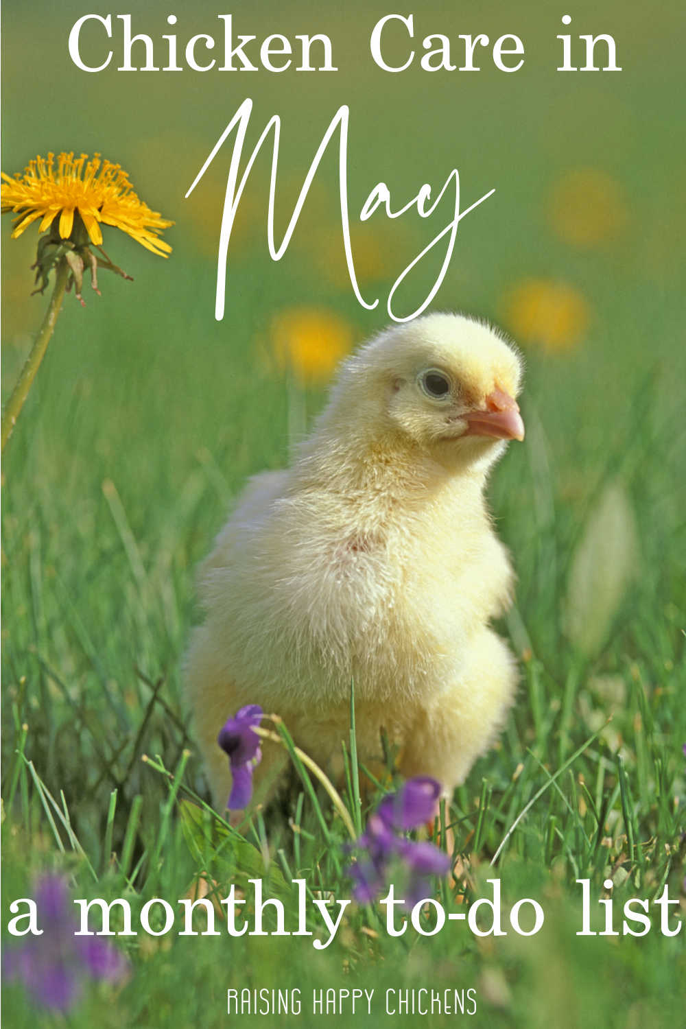 Chicken care in May - Pin for later.