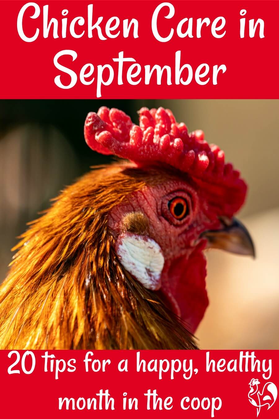 Raising Backyard Chickens In September