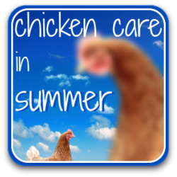 Thumbnail chicken care summer, T2.