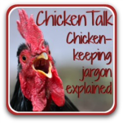 Chicken-keeping jargon explained - link.