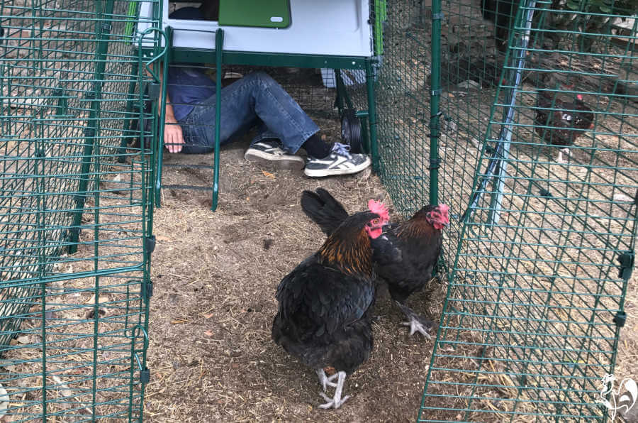Omlet runs: Mike rounds up two hens determined to stay out for the night!
