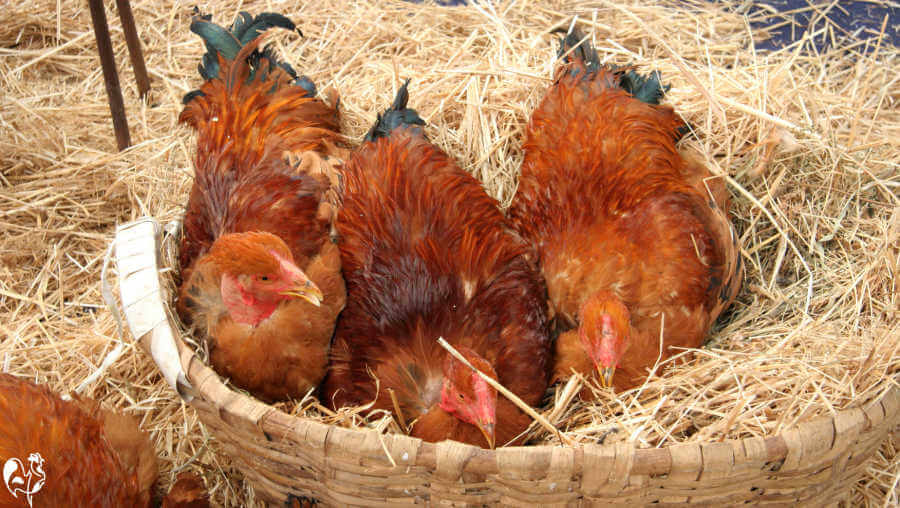 Three hens squashed into the same nest box on a bed of straw.