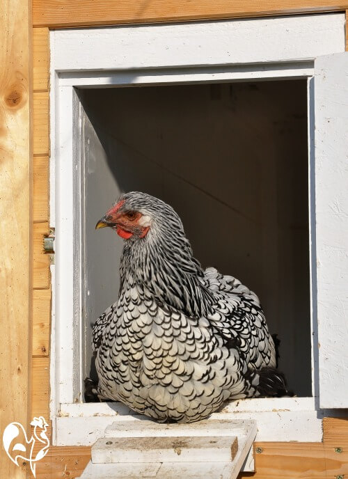 Automatic Chicken Coop Door (Pros and Cons) - Whole Made Living