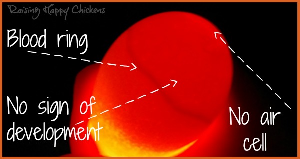 Incubation : the chicken and the egg at day 14.