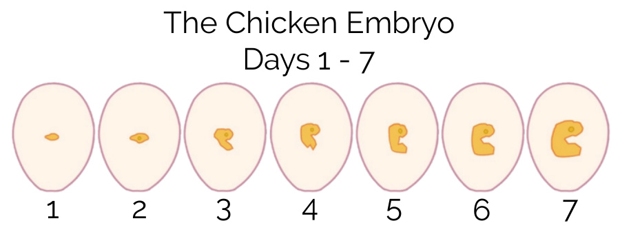 Hatching chicken eggs: your guide to days 1 - 7 of incubation.