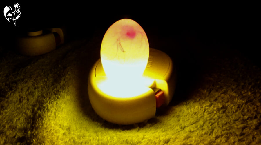 An incubated fertile egg at day 6, showing the embryo.