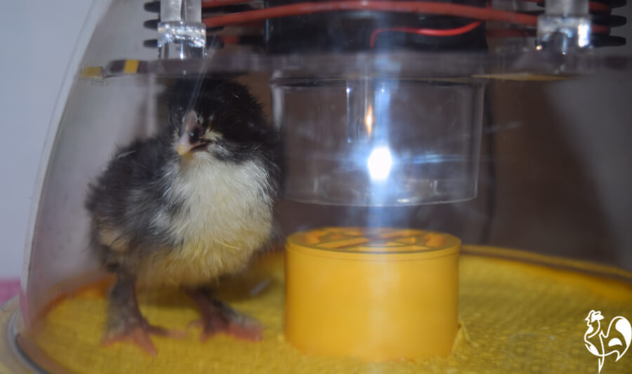 Ten steps to your perfect chicken egg incubator.