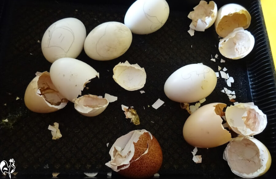 Detritus in my Octagon 20 incubator during hatch.