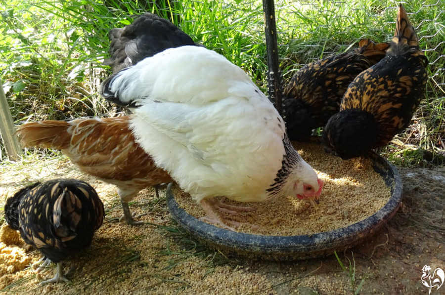 Keeping a chicken run clean in 7 easy steps.
