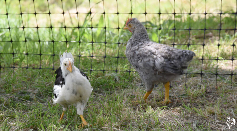 Chicken fence for the garden: an ideal solution.