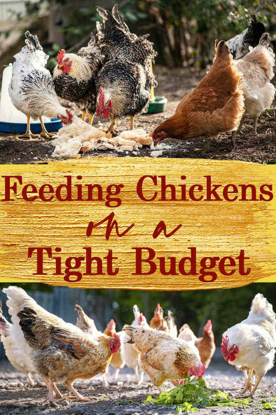 Chicken food on a budget.