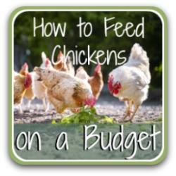 How to feed chickens on a budget - link.