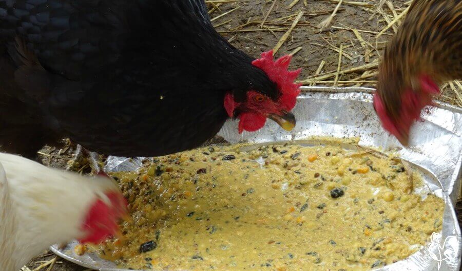 Three chickens eating fermented chicken feed.