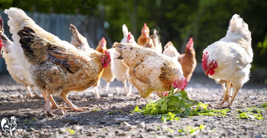 A group of chickens eating a pile of weeds.