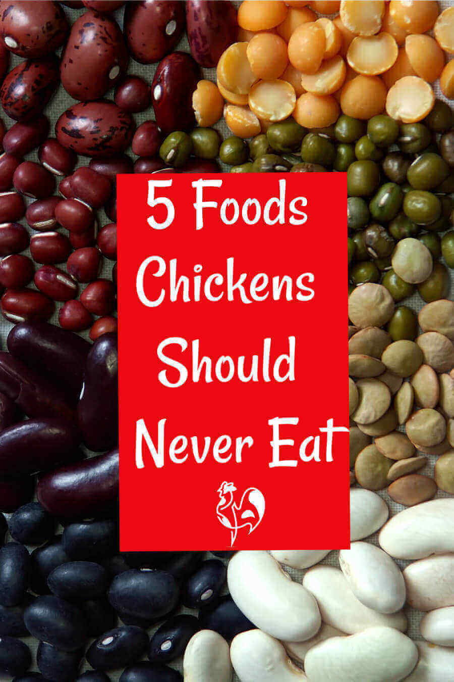 What should chickens absolutely not eat?