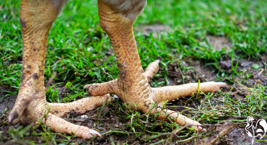 A healthy chicken's legs and feet.