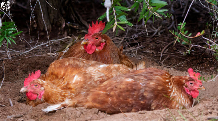 Three hens lying in a soil dust bath in the shade of bushes.