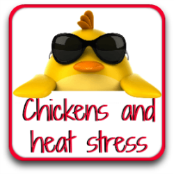 All about what makes chickens stress in the summer heat.