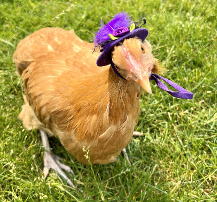 Competition summer 2023 bonnet Competition summer 2023 bonnet