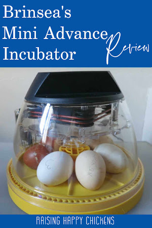 incubator Hatching Eggs Brinsea Pure Polish Chamois Fertile Egg.Frizzle Gene.Show Bird 