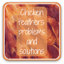 Chicken feathers: problems and solutions - link.