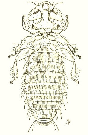 A single chicken louse - an infestation can be fatal. A chicken louse.