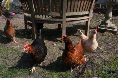 Willow and her flock